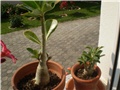 adenium